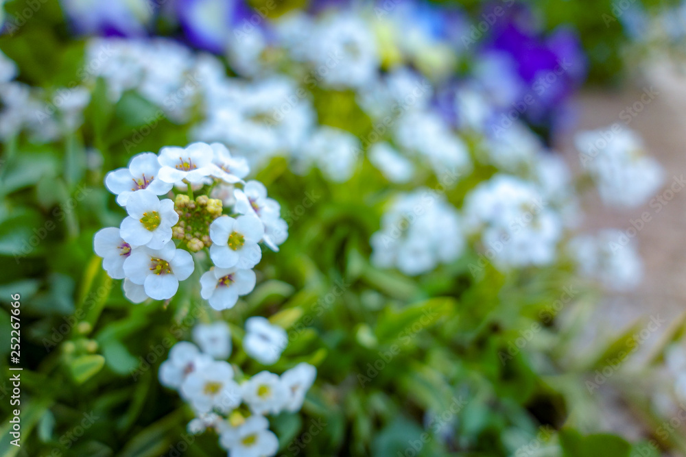 花 花