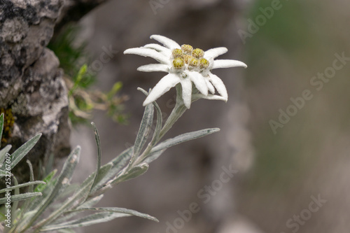 Edelweiss protected rare flower in the Tatra Mountains. photo