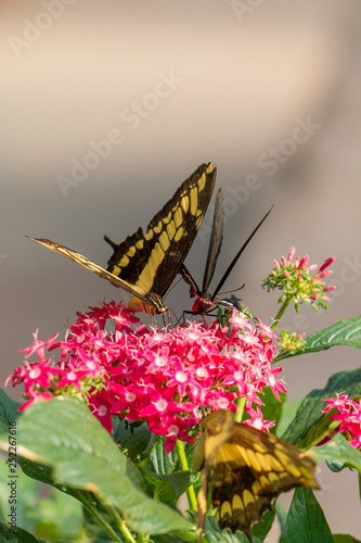 Southern swallowtail on a forage plant with open wings