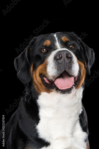 Portrait Swiss Mountain dog isolated black background sitting © Leoniek