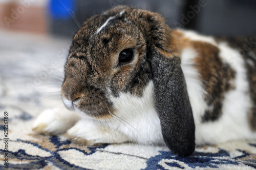Uroczy biało brązowy puchaty królik uszatek leży i  odpoczywa na dywanie