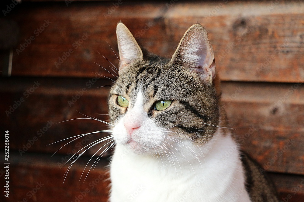 beautiful cat head portrait with a wooden background beautiful cat head portrait with a wooden background