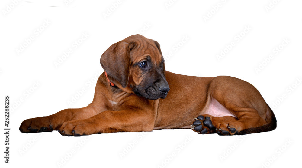 Cute brown puppy on white background