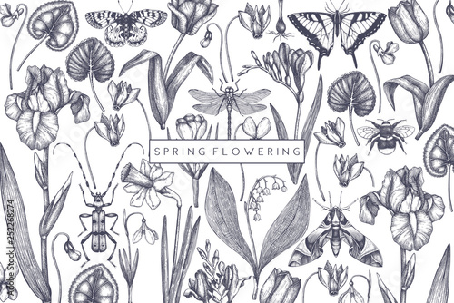Spring flowers background. Floral invitation, greeting card design. Hand drawn insects illustrations. Botanical drawings of tulips, crocus, freesia, iris, narcissus, snowdrops, cyclamen. Vintage art
