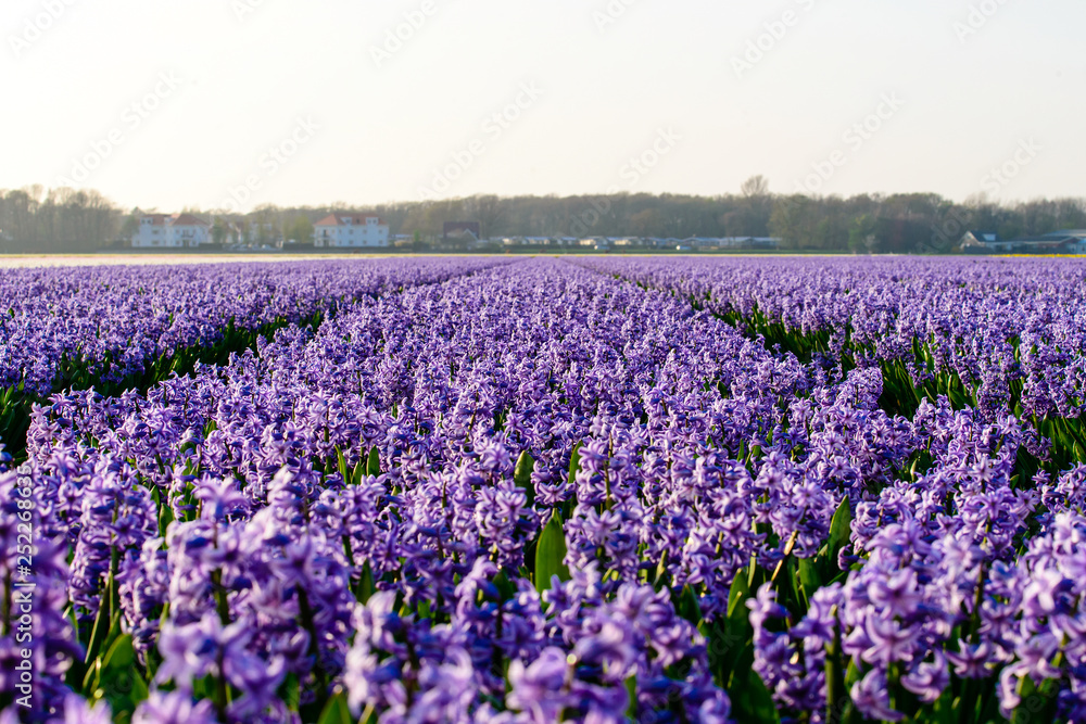 Hyacinth field, hyacinth production and flower growing on a farm in the Netherlands Hyacinth field, hyacinth production and flower growing on a farm in the Netherlands