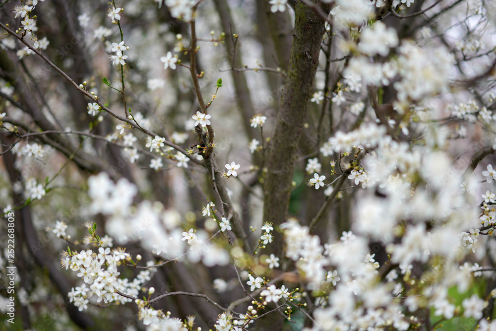 blooming cherry tree in spring