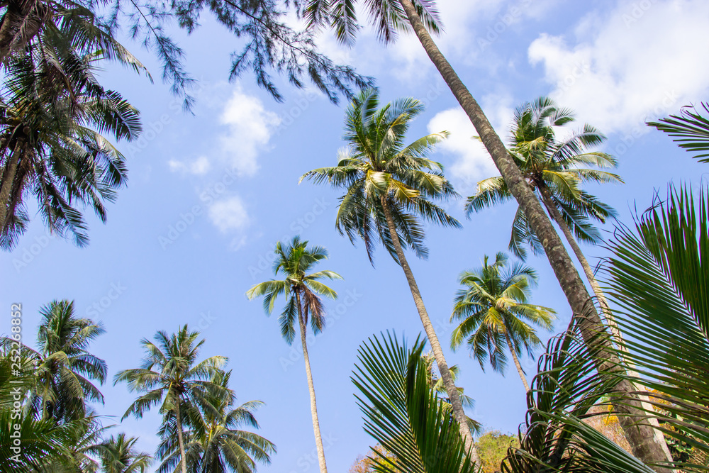 Palm trees and the sky bright on beautiful area at Koh Kood island Trat province Thailand.