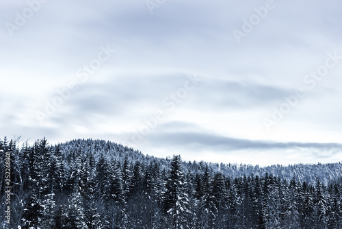 pines covered with snow and cloudy sky in carpathians