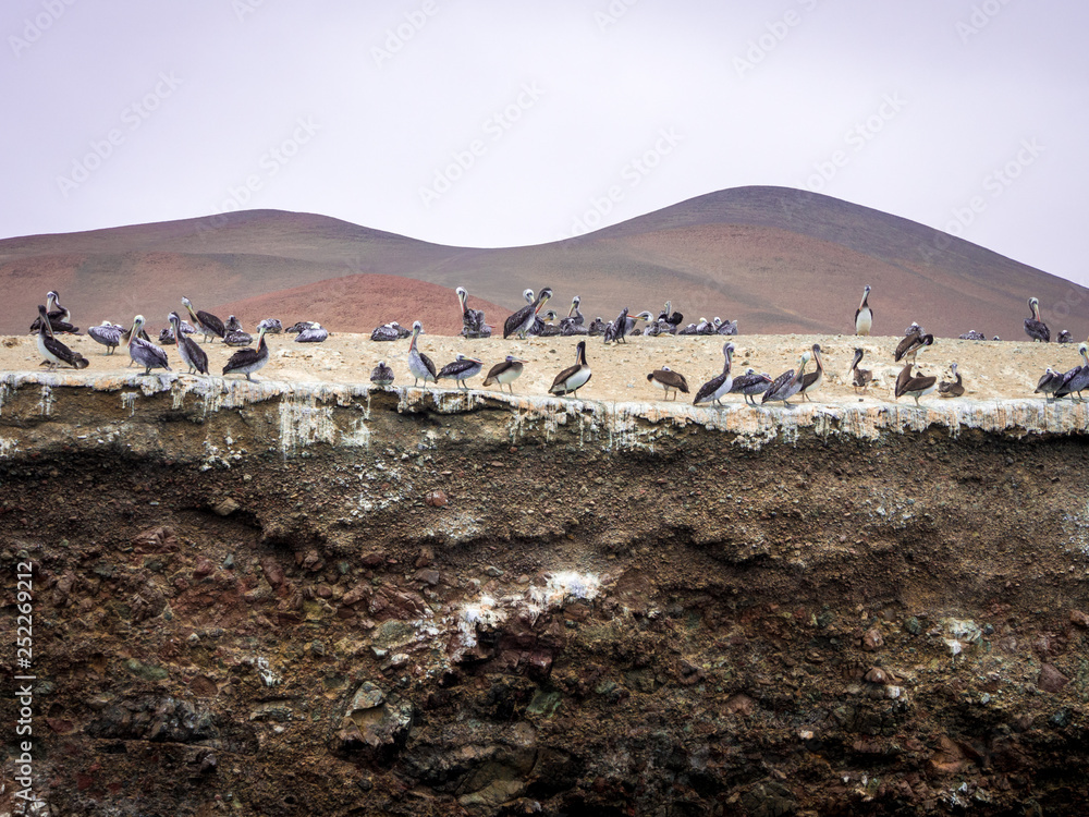 Birds on Rocks Birds on Rocks