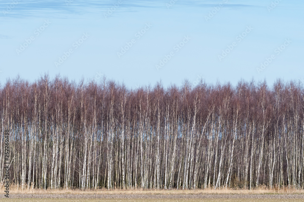 Birch grove by early springtime Birch grove by early springtime