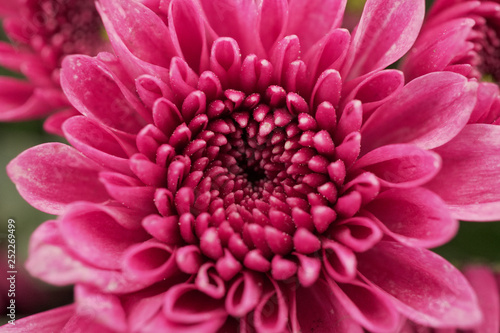 Sweet Pink Gerbera flower blooming in garden macro shot.