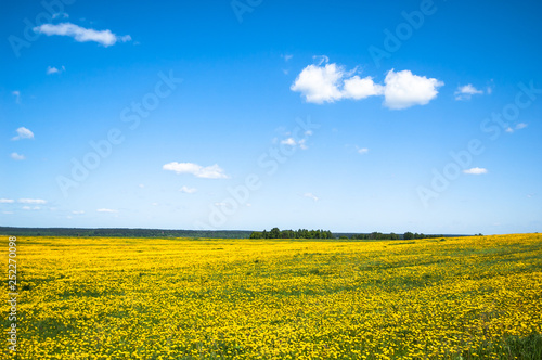 A boundless field of yellow dandelions with blue sky and white clouds