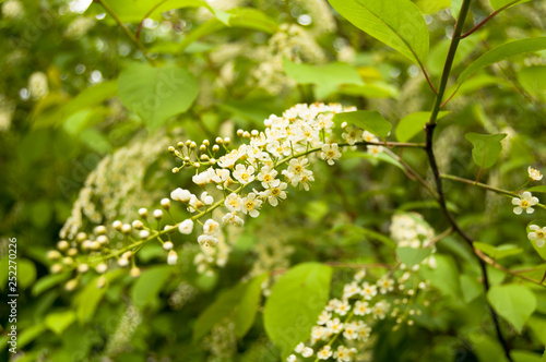 A bird cherry flower blooming in the spring