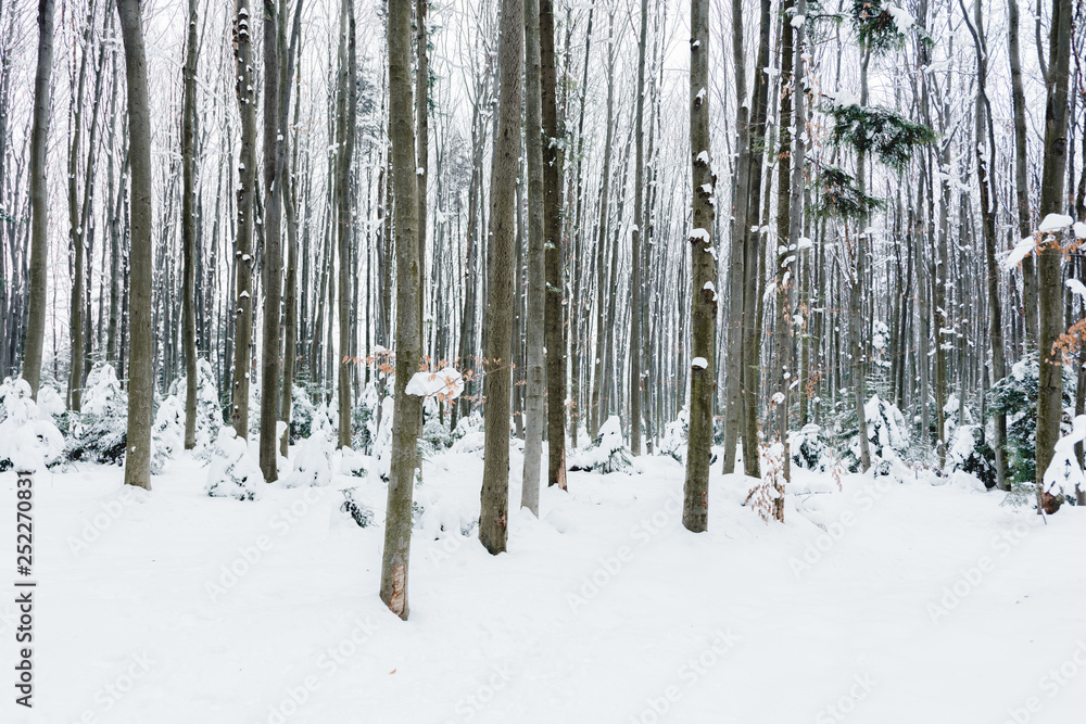 Fototapeta premium tree trunks in snowy white winter forest