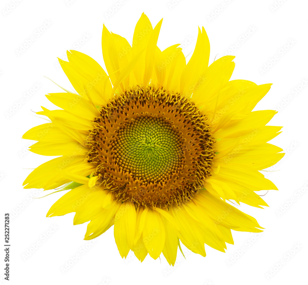 Naklejka premium Sunflower isolated on white background