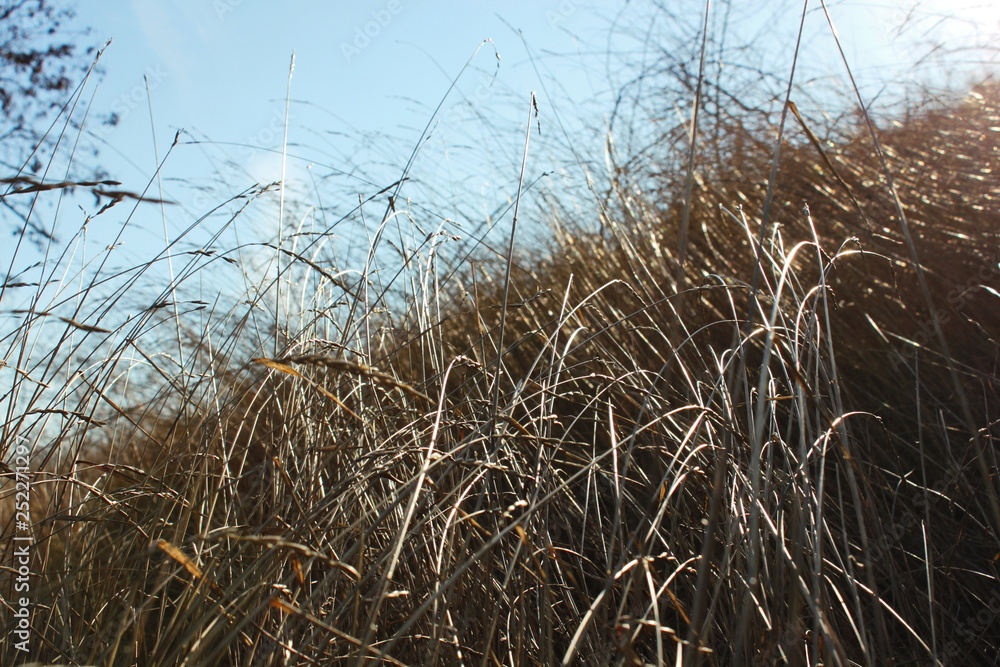 Fototapeta premium grass and sky