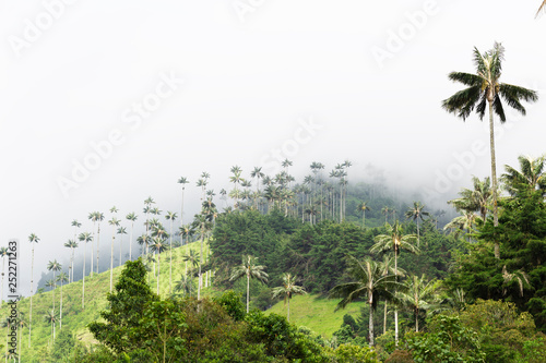 Landscape of Dense Tropical Rainforest