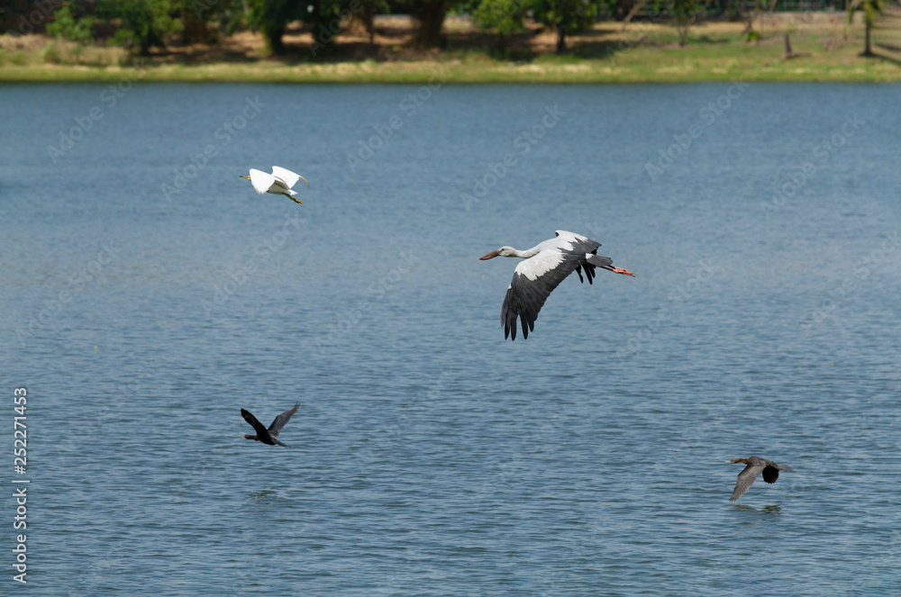 Stork egret and teal bird in flight over calm lake