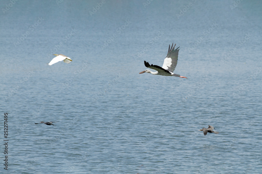 Stork egret and teal bird in flight over calm lake Stork egret and teal bird in flight over calm lake