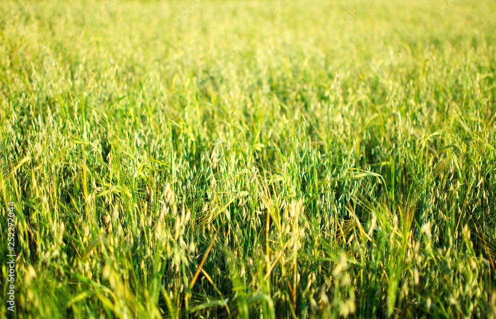 green wheat field in the sunny day