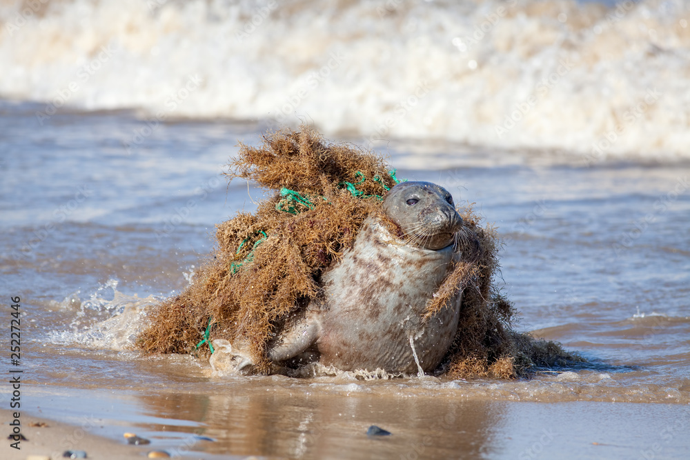 Plastic pollution and animal harm. Seal caught in fishing net. Stock Photo  | Adobe Stock