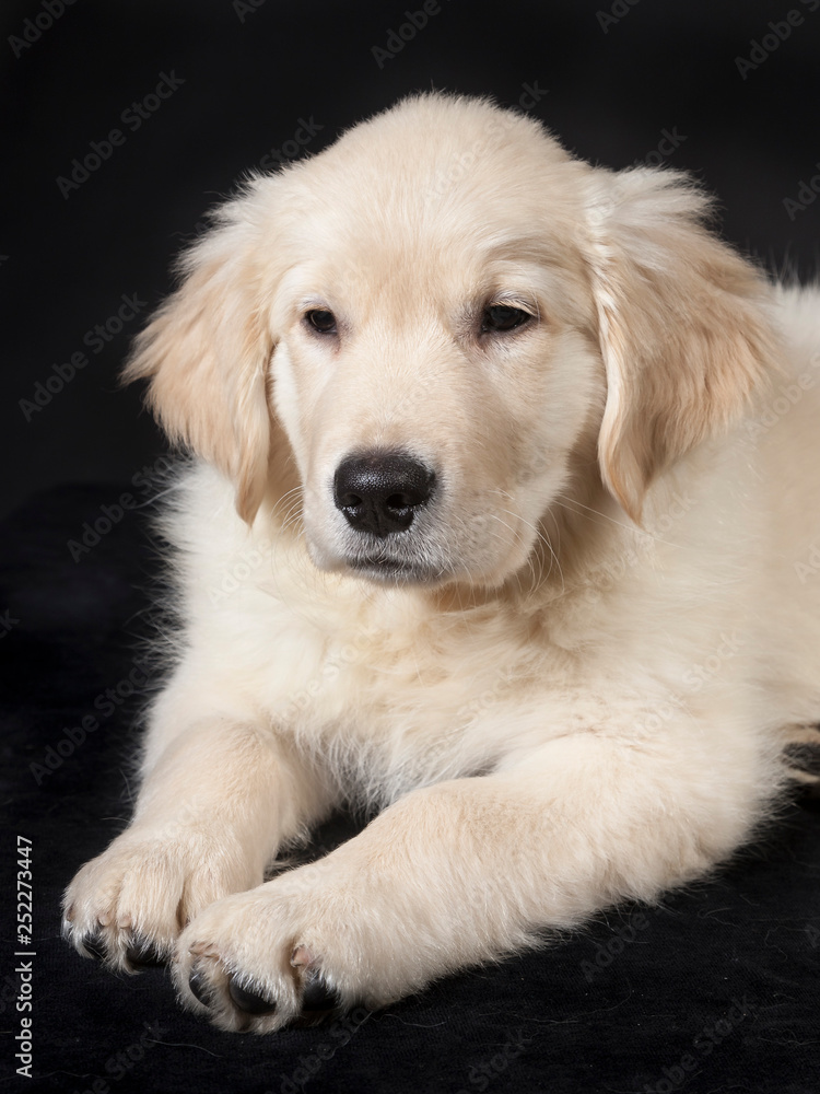 golden retriever cute young puppy