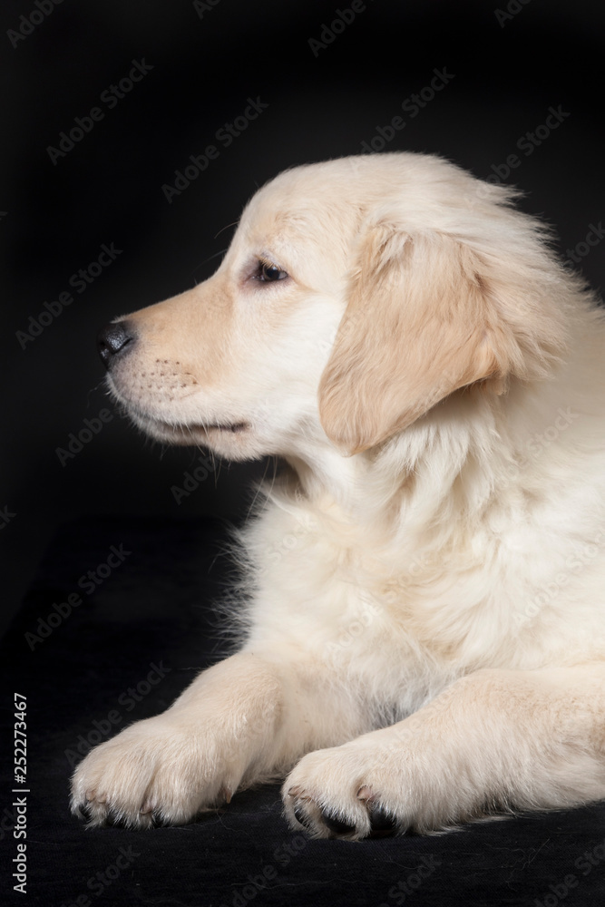 golden retriever cute young puppy