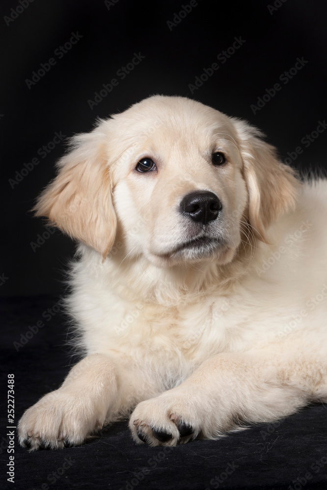 golden retriever cute young puppy