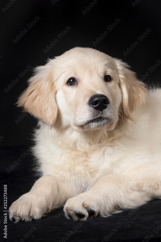 golden retriever cute young puppy golden retriever cute young puppy