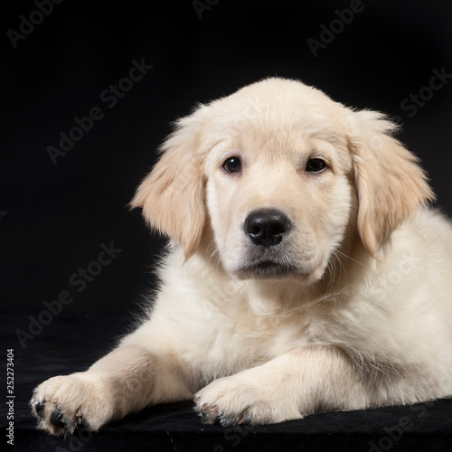 golden retriever cute young puppy © wim
