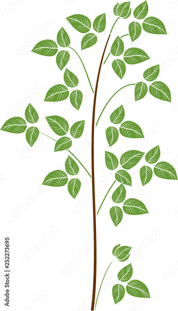 Raspberry branch with green leaves Raspberry branch with green leaves