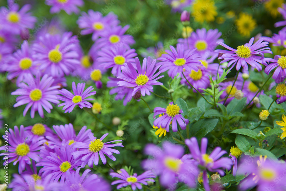 Purple flowers bloomed in spring in the garden Purple flowers bloomed in spring in the garden