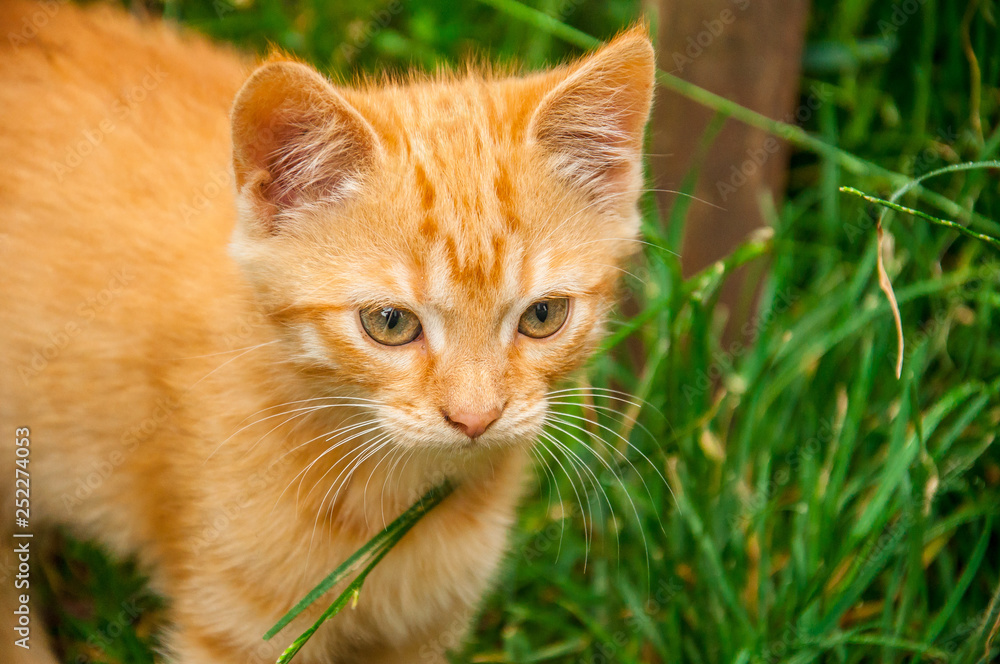 Orange kitten on grass