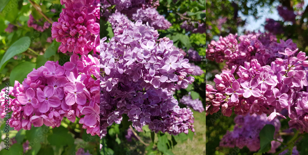 blooming purple lilac