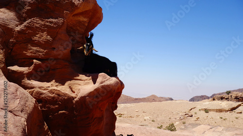 Petra in Jordanien, mit Felsgräbern und römischen Ruinen photo