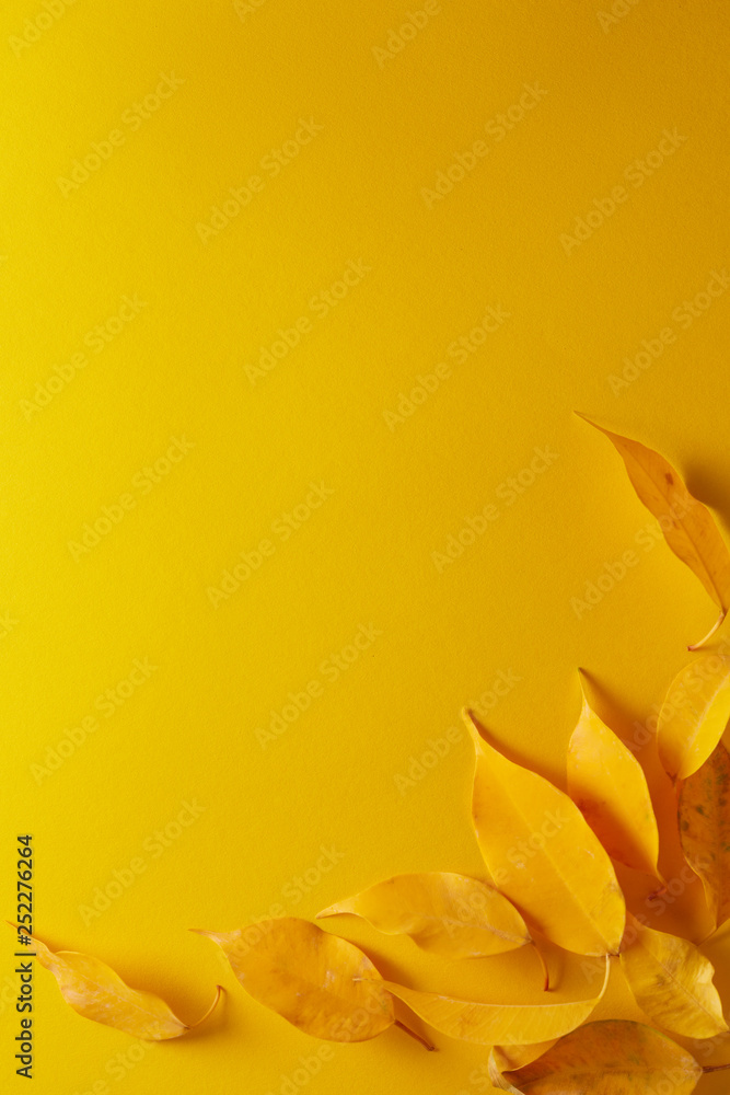 yellow autumn leaf isolated on yellow background, top view copyspace yellow autumn leaf isolated on yellow background, top view copyspace