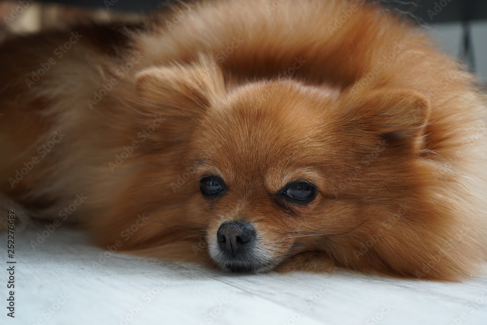 red puppy sleeping in his bed red puppy sleeping in his bed