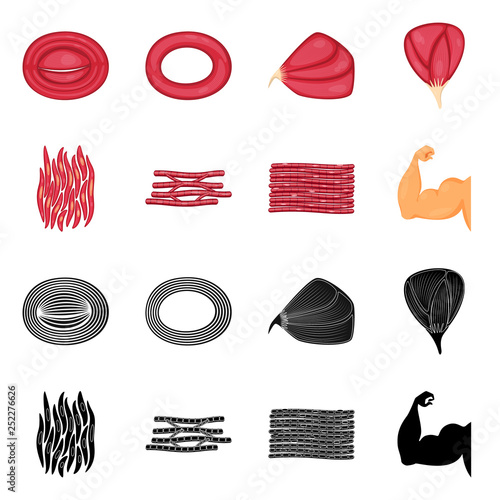 Vector illustration of fiber and muscular symbol. Collection of fiber and body  stock symbol for web.
