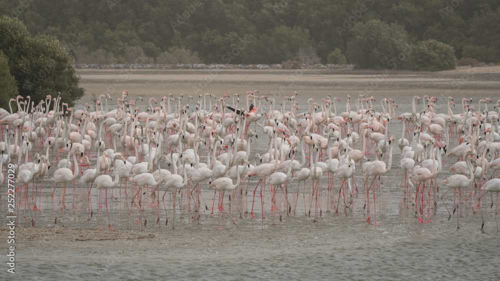 Fototapeta premium Greater flamingo (Phoenicopterus roseus). Ras Al Khor Wildlife Sanctuary. Dubai. UAE 