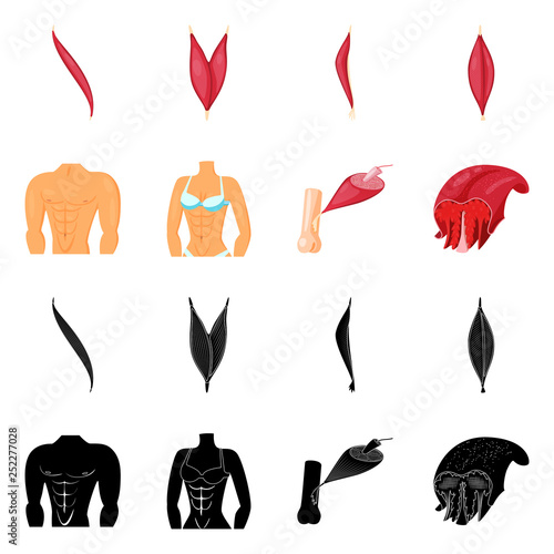 Vector design of fiber and muscular logo. Collection of fiber and body  stock symbol for web.