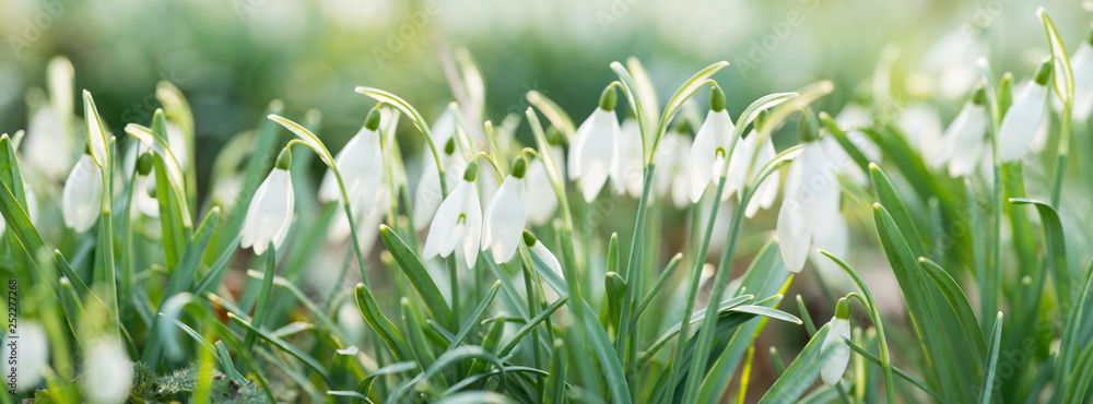 Fototapeta premium Closeup of snowbells standing in the sunlight with bokeh background in forest