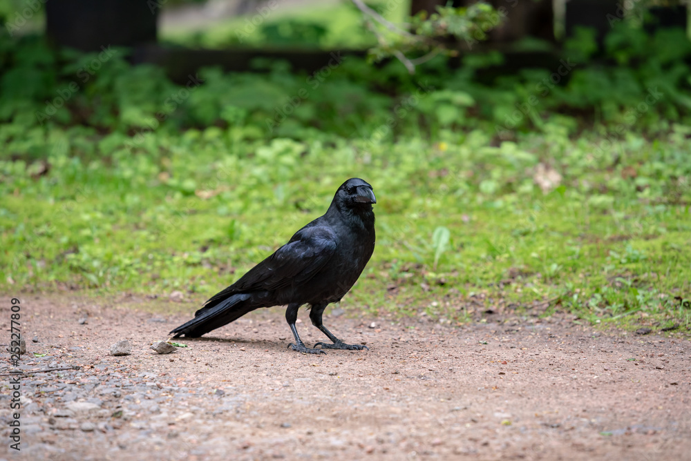 Obraz premium Crow on the ground