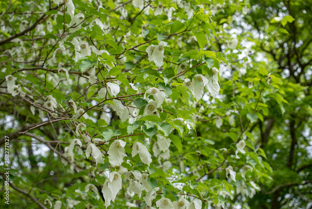 Flowers of pocket handkerchief tree, ghost tree, Davidia Flowers of pocket handkerchief tree, ghost tree, Davidia