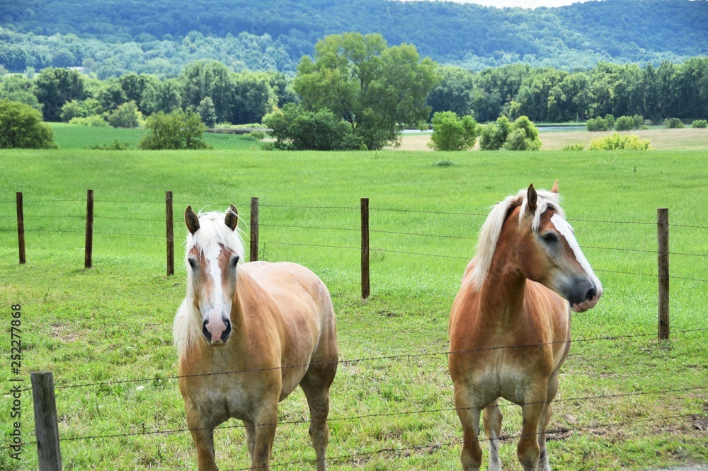 Obraz premium Two Palominos