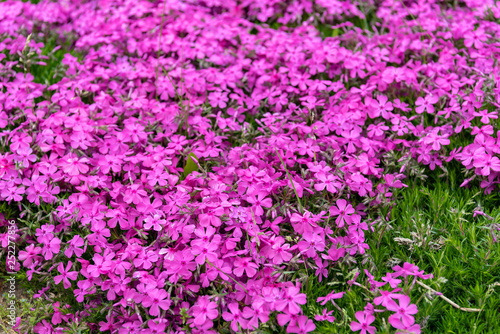 Background with small moss pink flowers  moss phlox