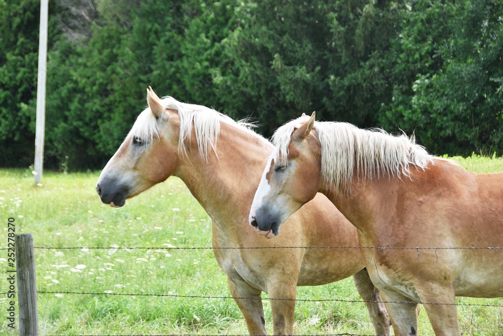Fototapeta premium Two Palominos