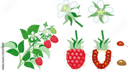 Raspberry branch with ripe red berries, green leaves and white flowers isolated on white background