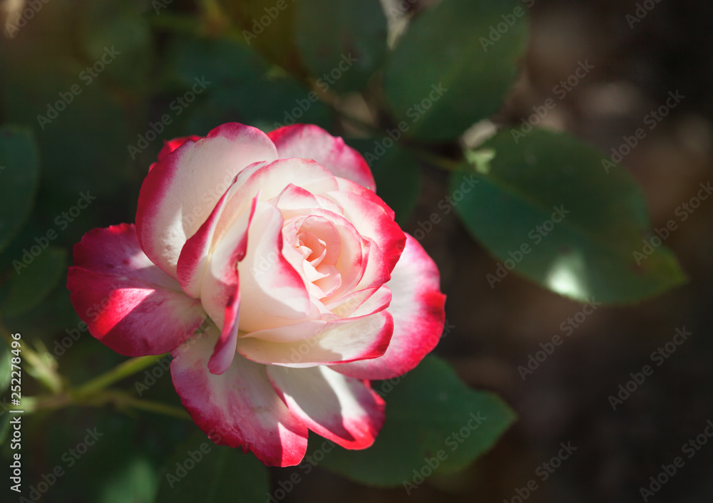 rose flower rose flower