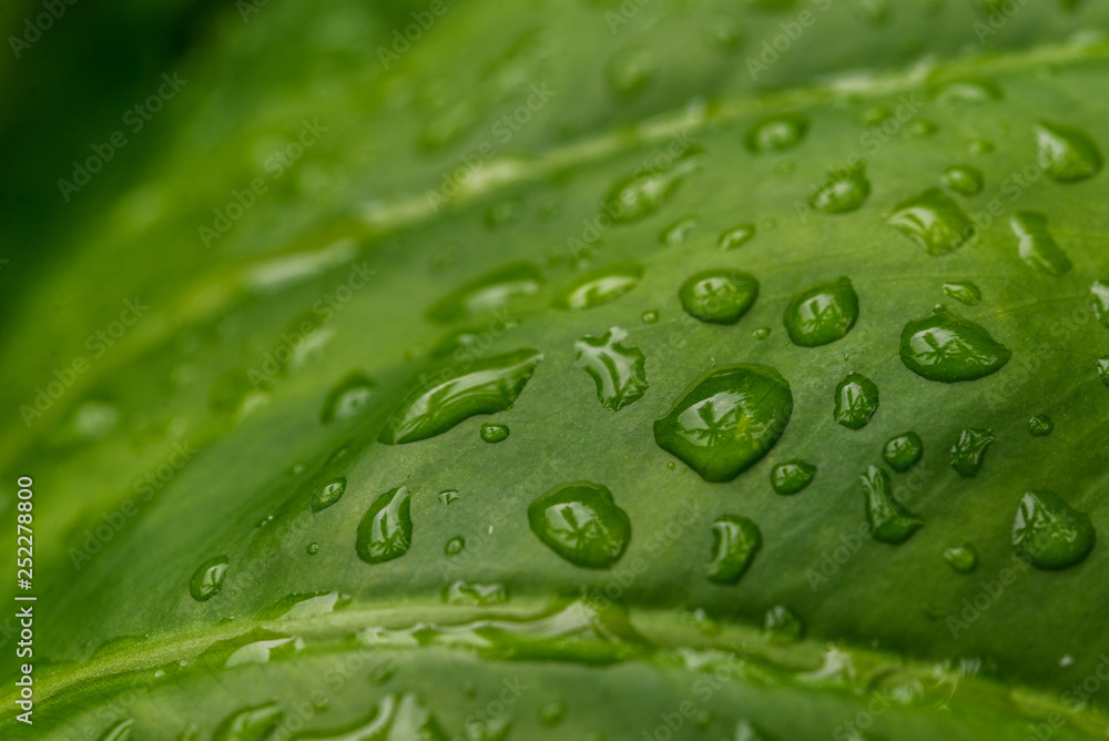 Colorful nature macro photography of water drops on a green leaf. Ecology, nature, environment, and photography concept
