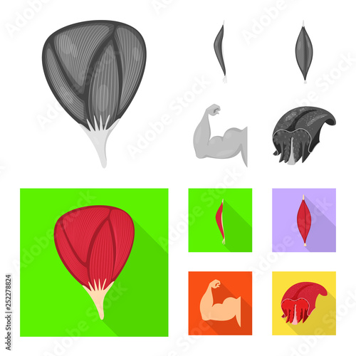 Isolated object of fiber and muscular sign. Set of fiber and body  vector icon for stock.